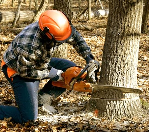 Tree Removal in Goff, KS